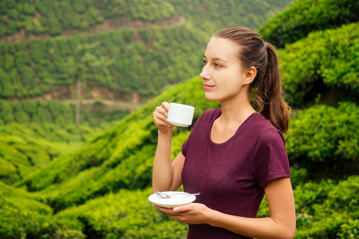 Tea Tasteing At Boche 1000 Resort In Wayanad